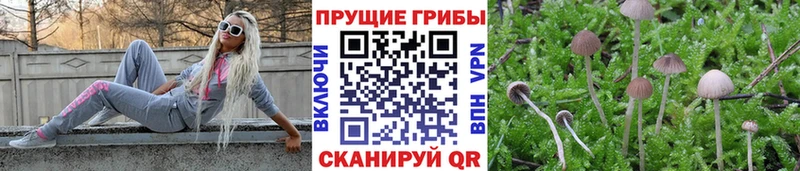 Галлюциногенные грибы Psilocybine cubensis  наркота  Фролово 